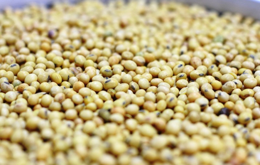 Rondônia é o terceiro maior produtor de grãos da Região Norte